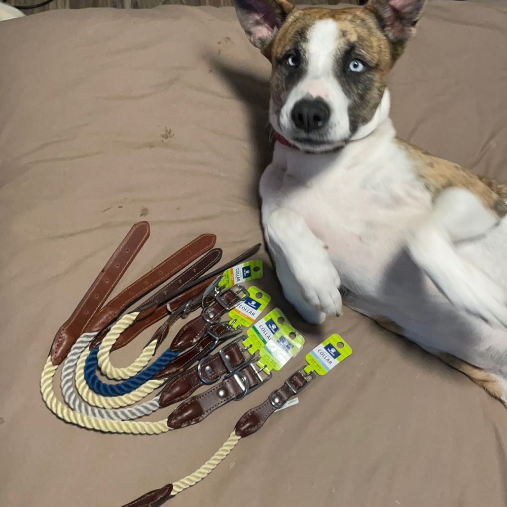 NWT Top Paw Leather/Rope Collar